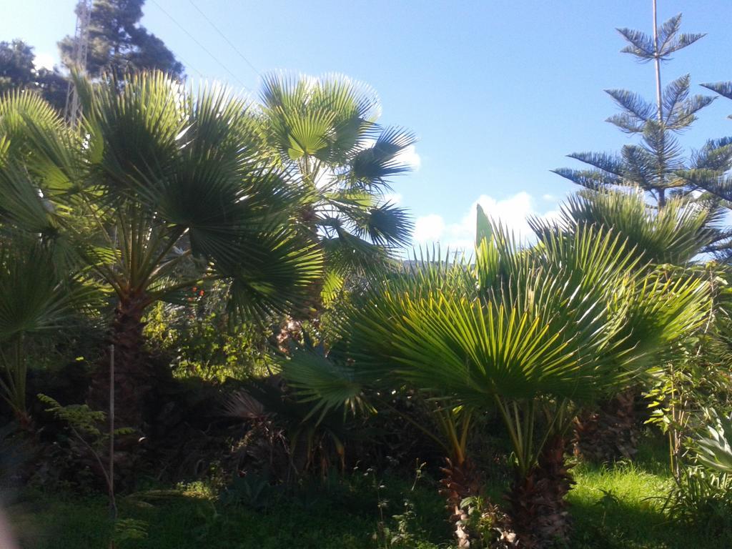 Finca Las Palmeras Икод-де-лос-Винос Экстерьер фото