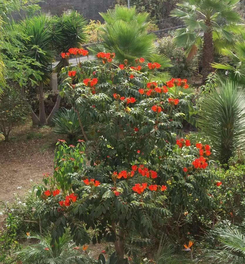 Finca Las Palmeras Икод-де-лос-Винос Экстерьер фото