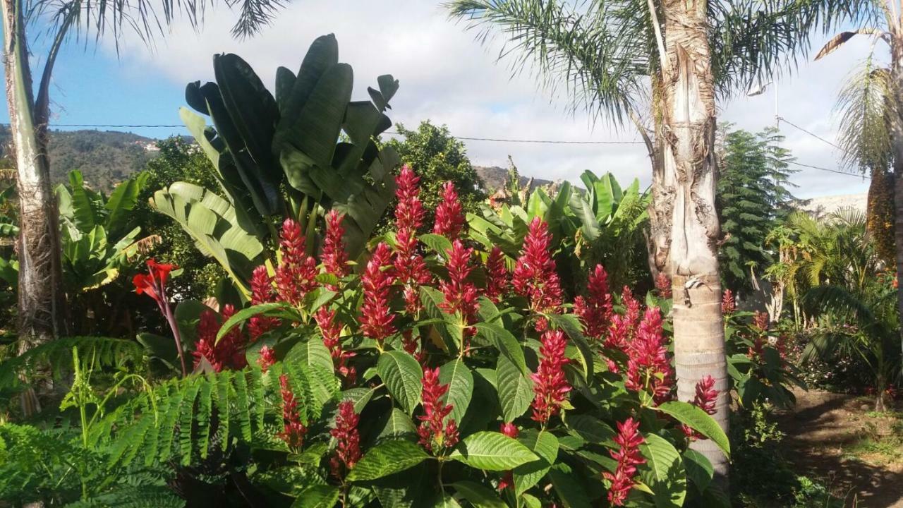Finca Las Palmeras Икод-де-лос-Винос Экстерьер фото